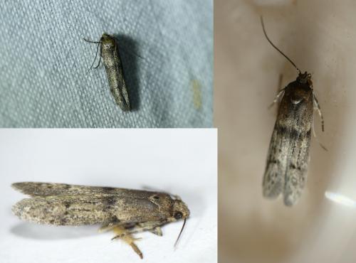Réf. 255 835 : Blastobasis phycidella